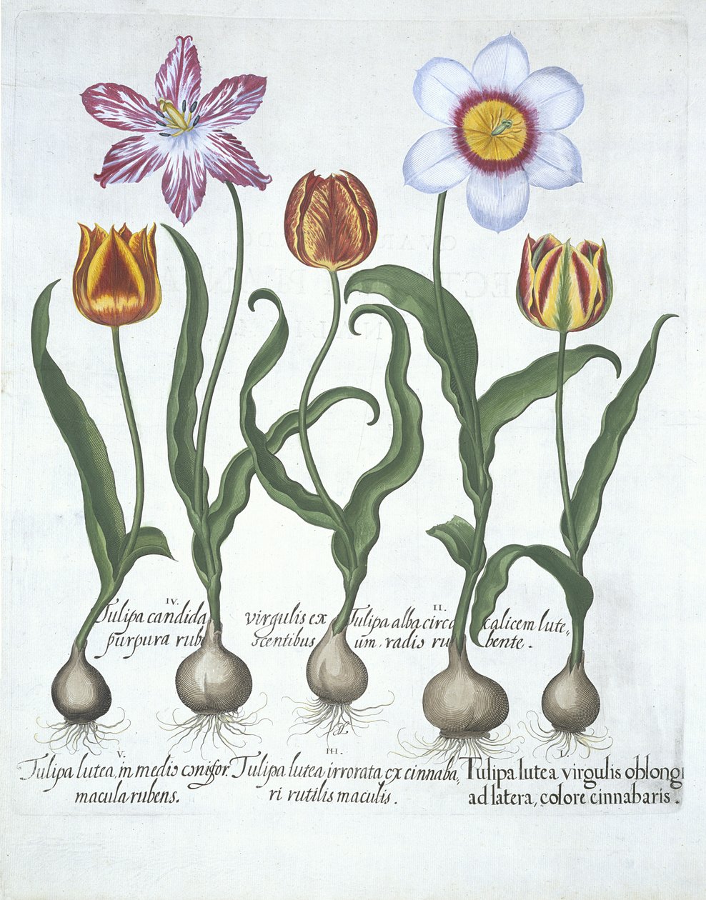 Vijf Tulpen uit Hortus Eystettensis door German School
