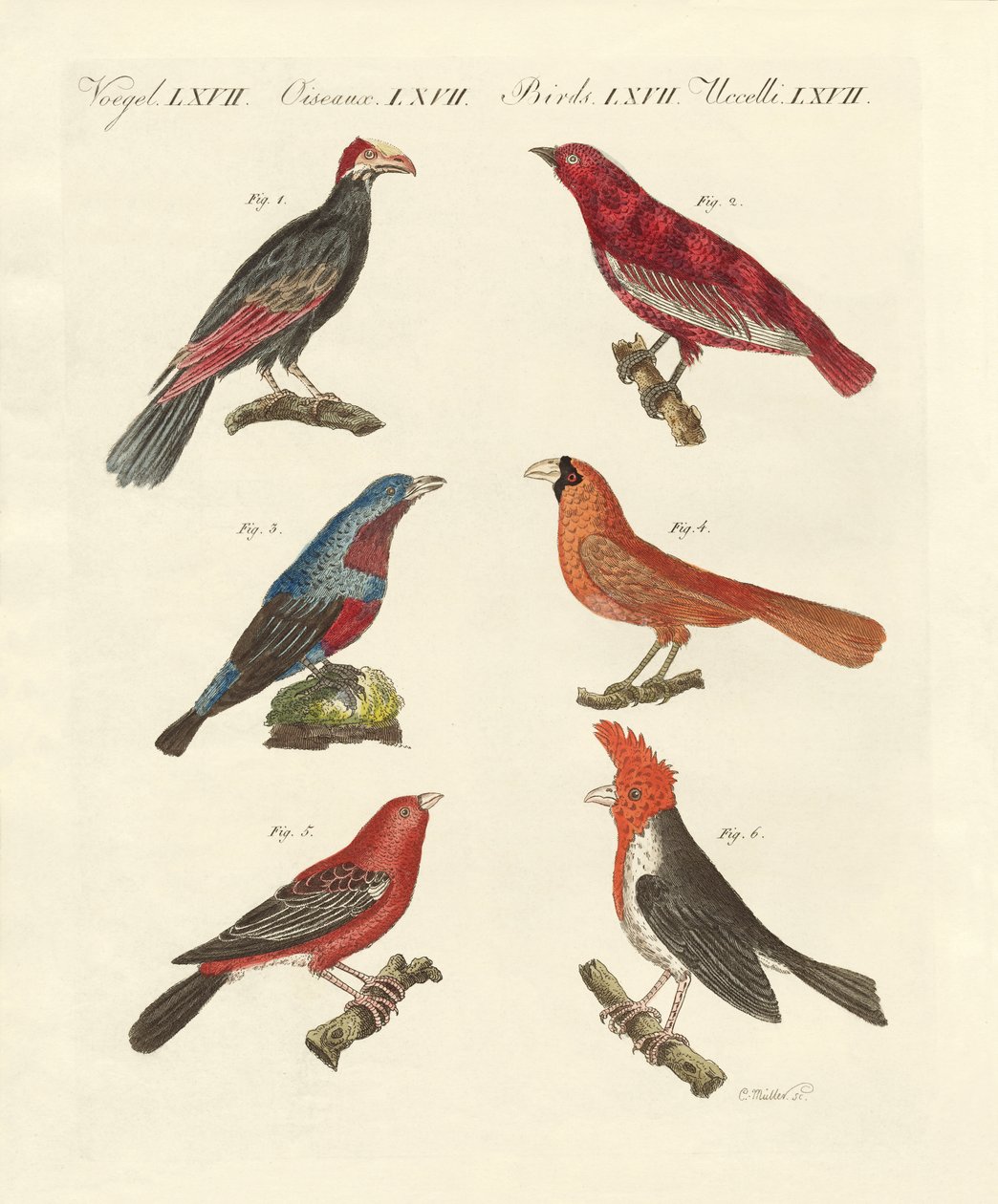 Buitenlandse mooie vogels door German School