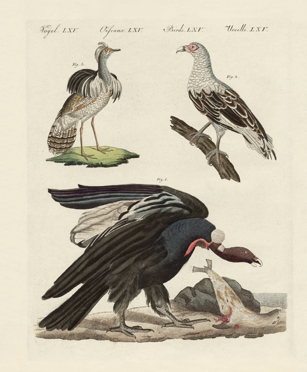 Vreemde vogels door German School