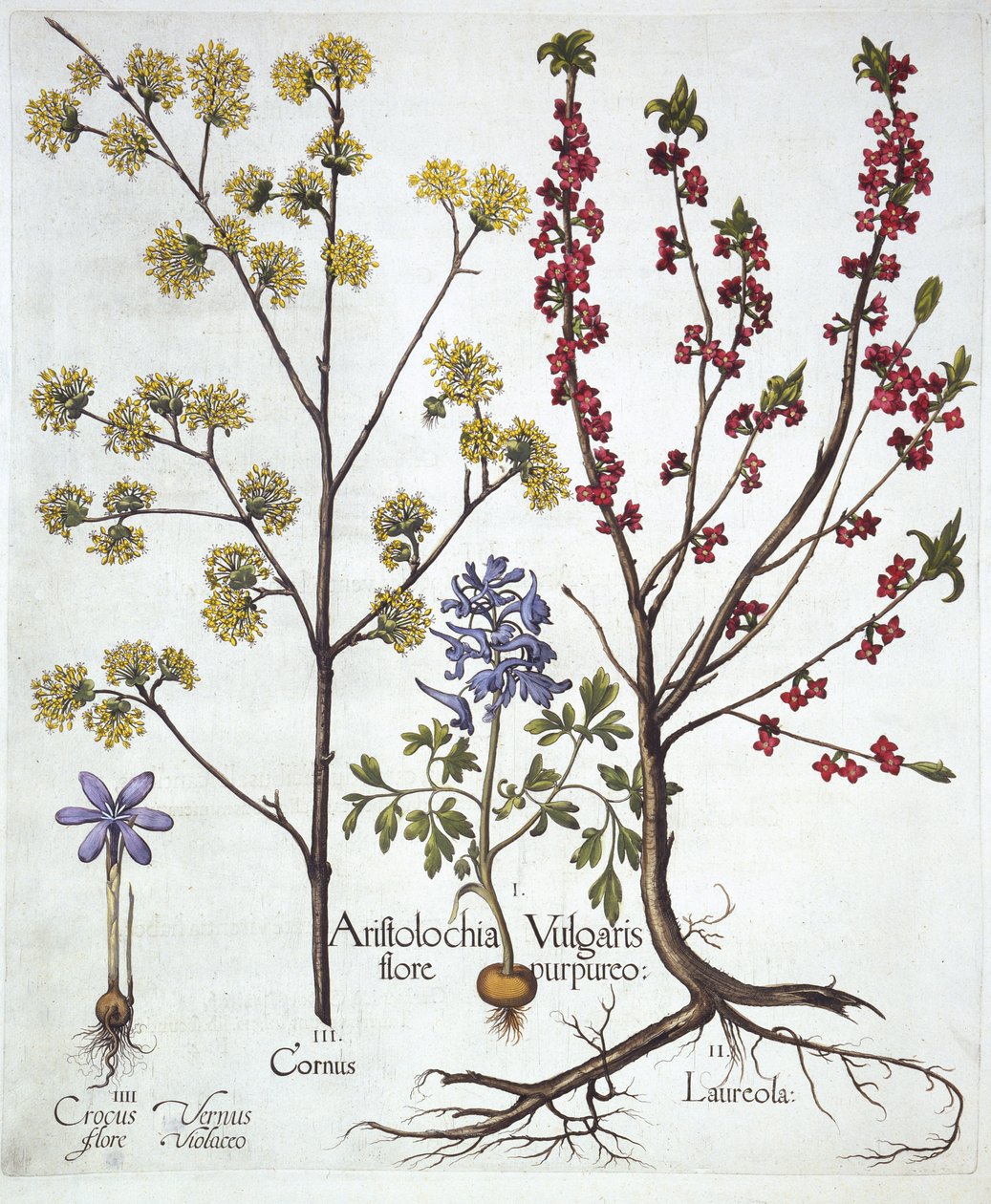 Helmbloem, Peperboompje, Kornoelje en Lentekrokus, uit Hortus Eystettensis, door Basil Besler, 1613 door German School