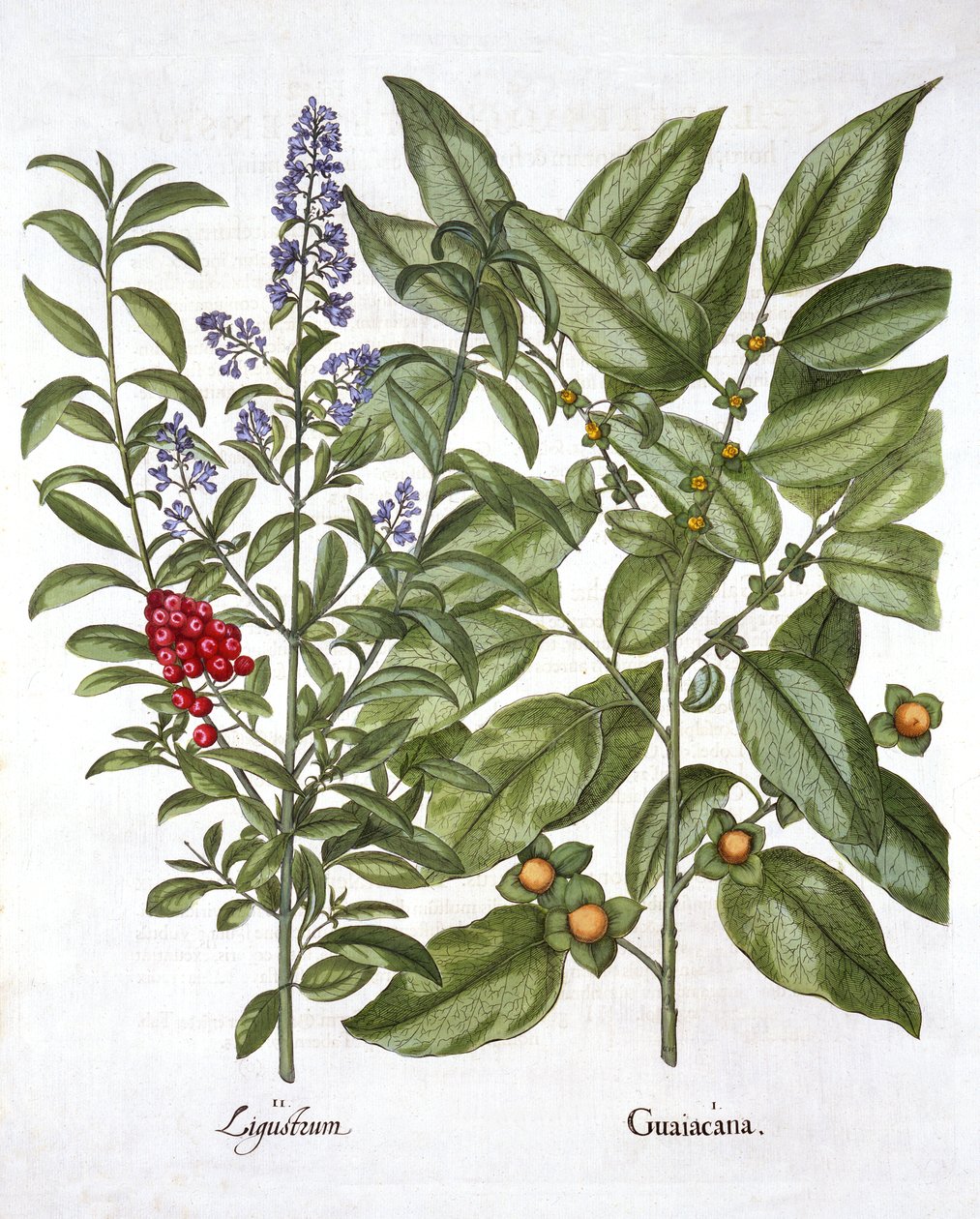 Guaiacum en Chinese Liguster, uit Hortus Eystettensis, door Basil Besler, 1613 door German School