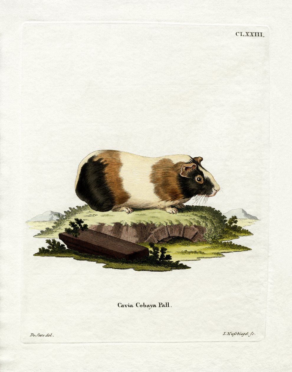 Cavia door German School