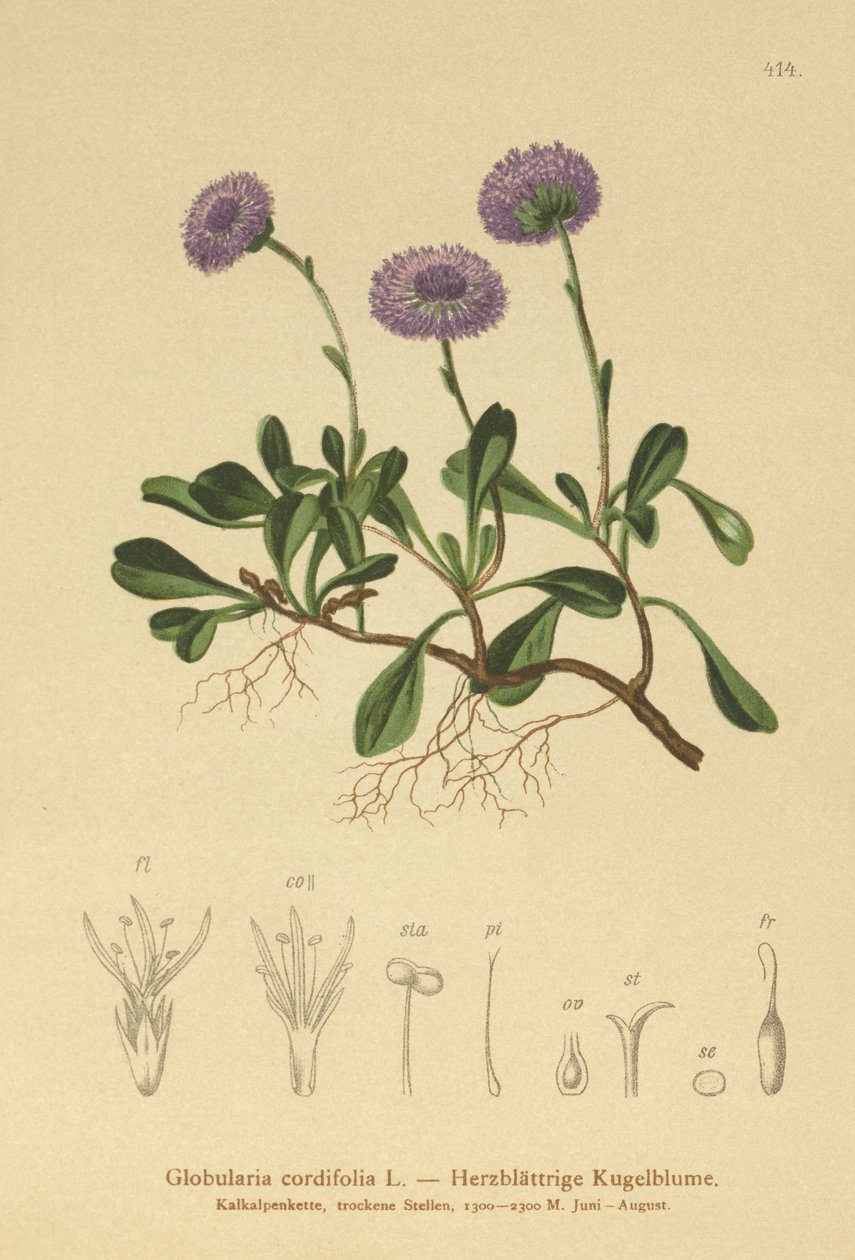 Hartbladige Kogelbloem (Globularia cordifolia) door German School
