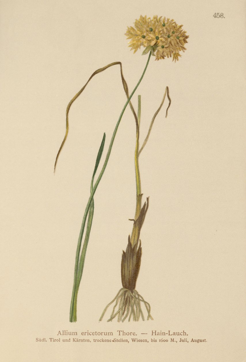 Heide Knoflook (Allium ericetorum, Allium ambiguum, Allium graminifolium) door German School