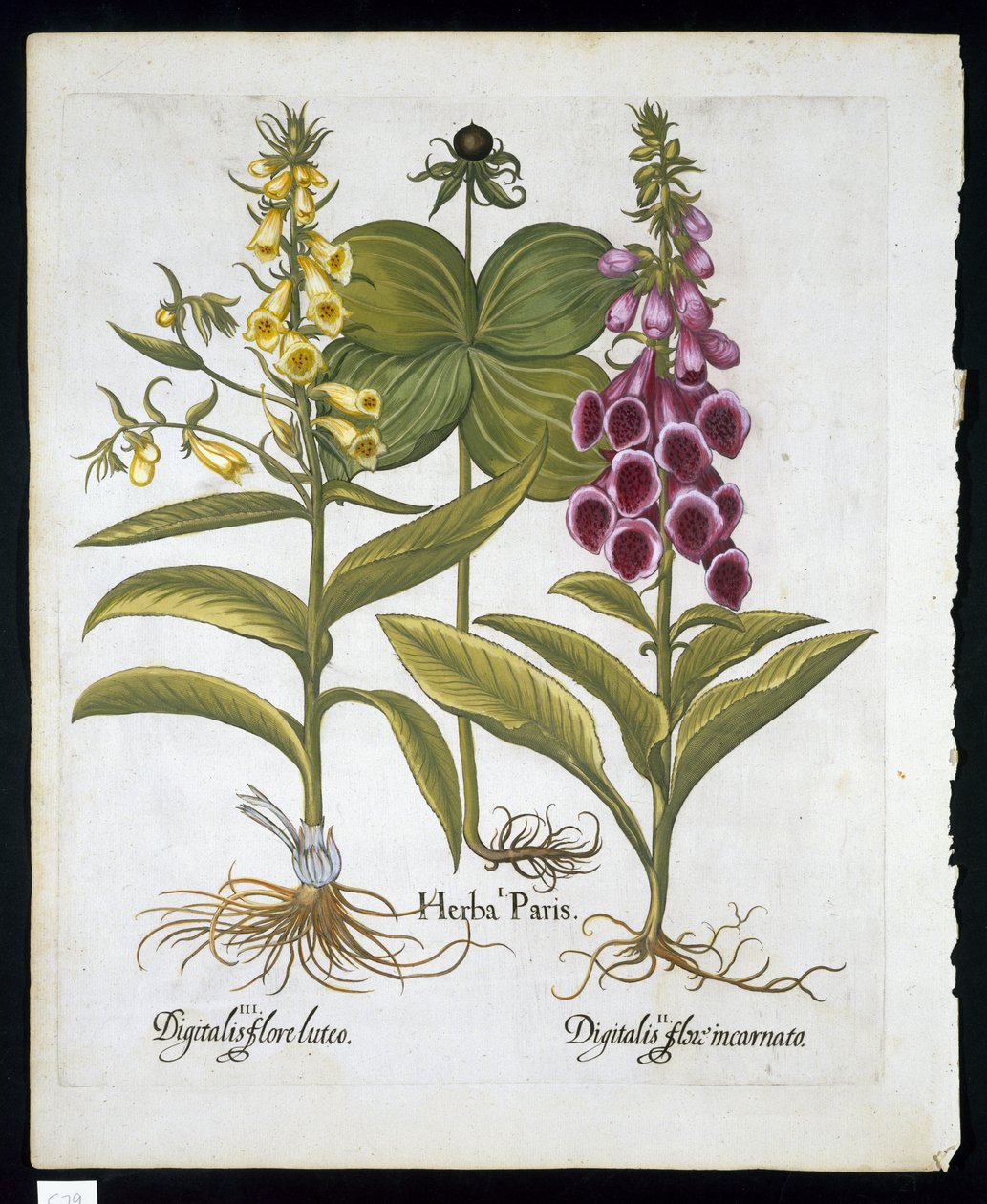 Herb Paris (Solanum quadrifolium), gewone vingerhoedskruid (Digitalis Purpurea) grote gele vingerhoedskruid uit Hortus Eystettensis door Basil Besler (1561-1629) gepubliceerd in 1613 door German School