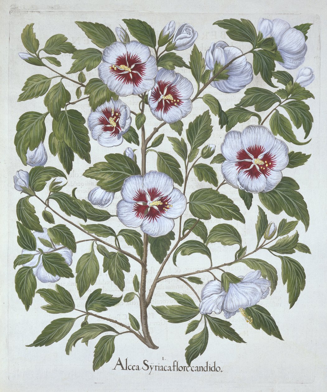 Hibiscus syriacus, uit Hortus Eystettensis, door Basil Besler, gepubliceerd 1613 door German School