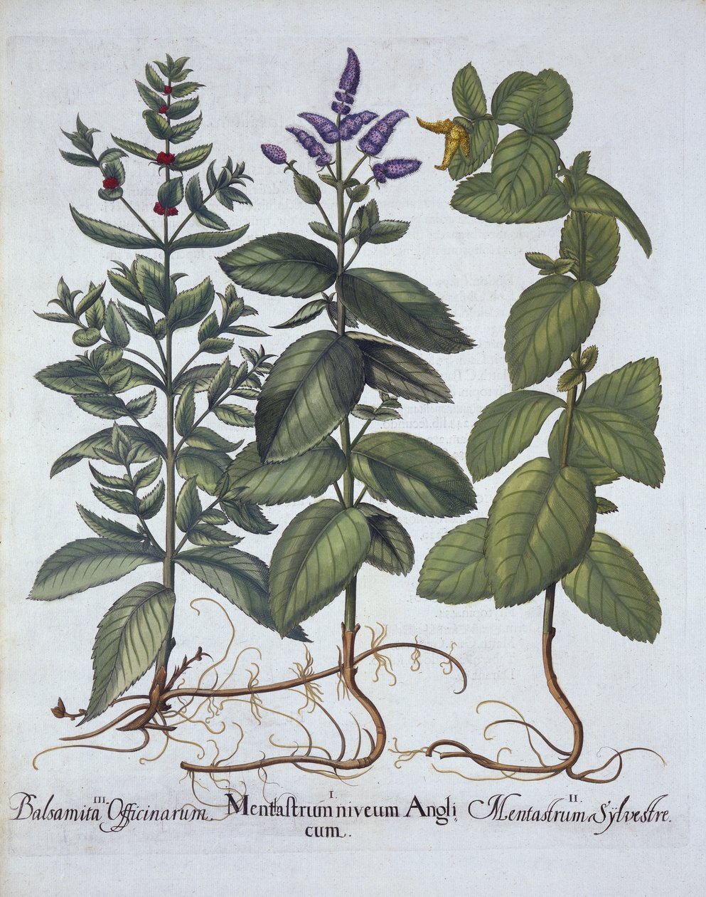 Horsemint en Spearmint, uit Hortus Eystettensis, door Basil Besler, gepubliceerd 1613 door German School