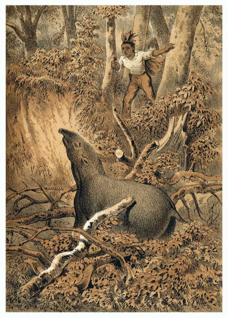 Illustratie, Indiase jacht op tapir in het Amazonewoud door German School