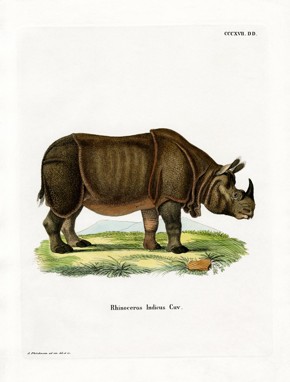 Indische neushoorn door German School