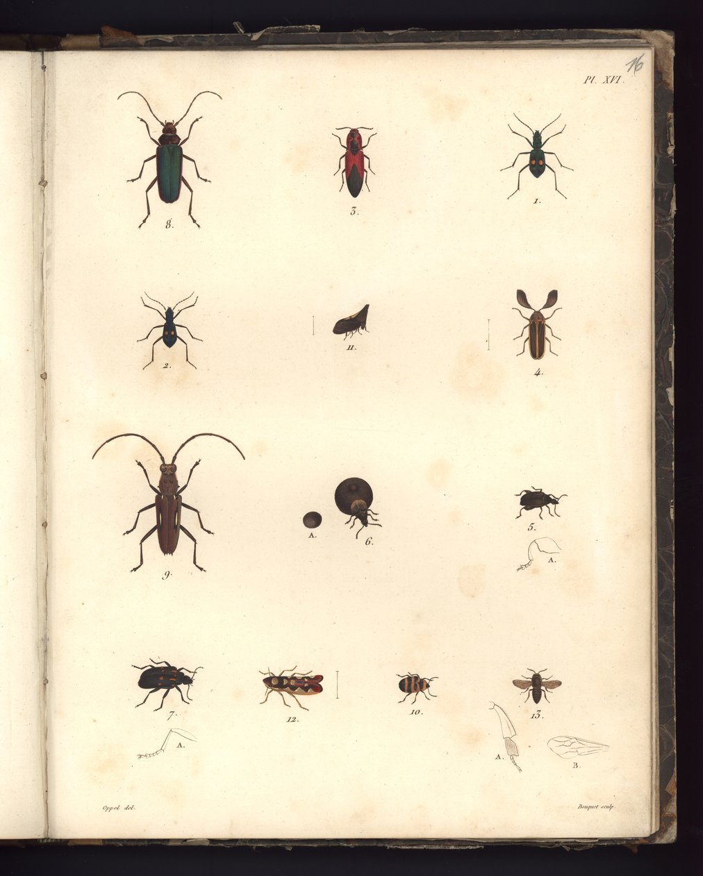 Insecta, Pl. XVI, illustratie uit Recueil d