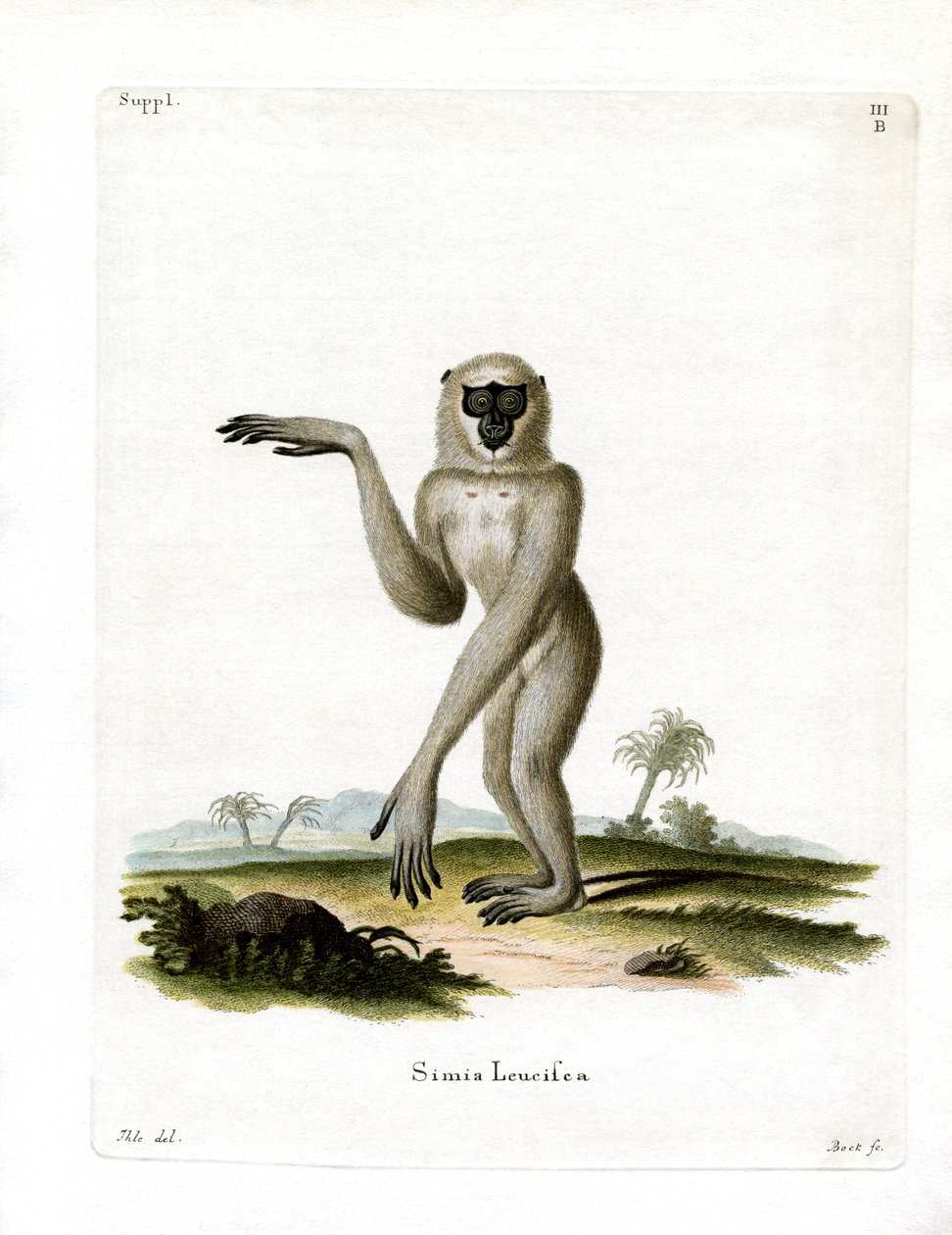 Javaanse Zilvergibbon door German School