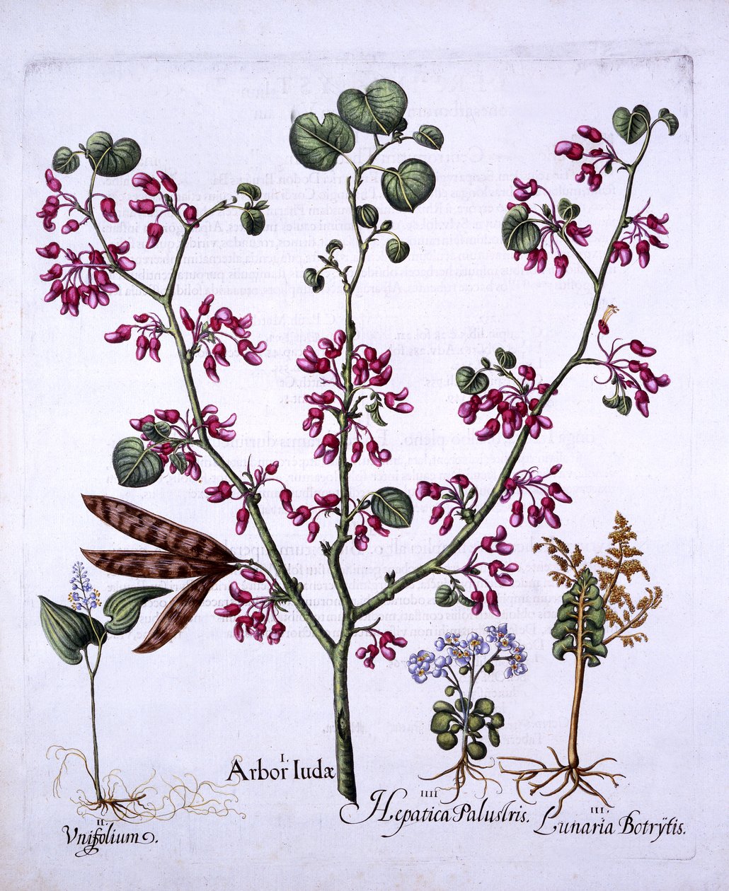 Judasboom, Lelietje-van-dalen, Maanvaren, Leverbloem, uit Hortus Eystettensis, door Basil Besler, 1613 door German School