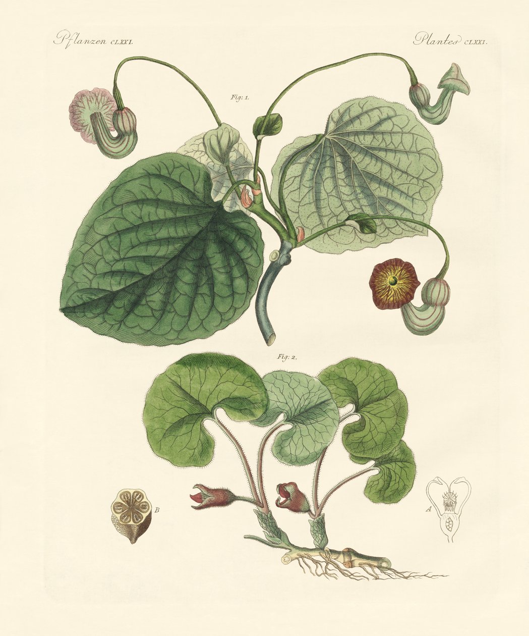 Soorten aristolochia planten door German School