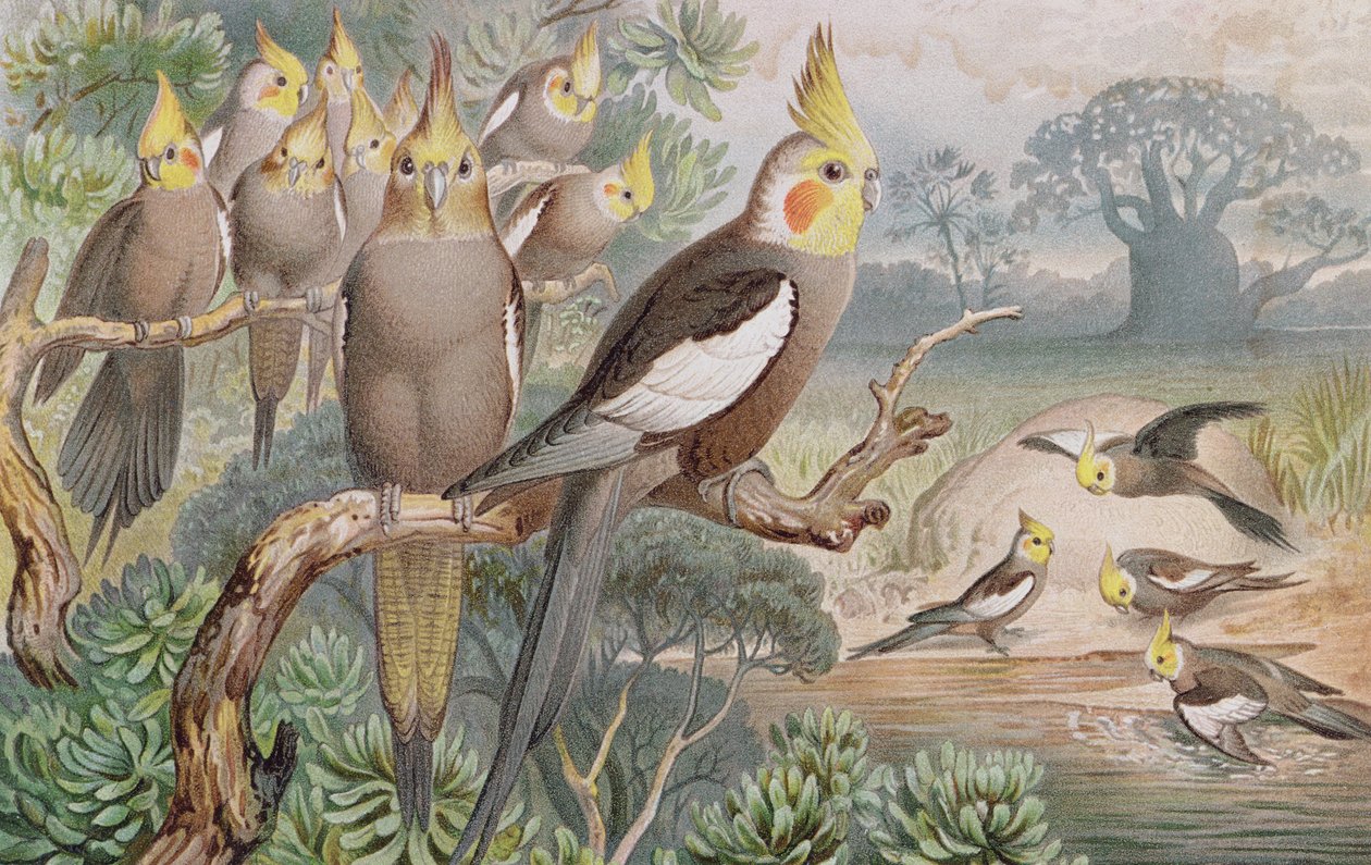 Valkparkiet, plaat uit Brehms Tierleben: Allgemeine Kunde des Tierreichs, vol.5, p.60, gepubliceerd door Bibliographisches Institut, 1892 door German School