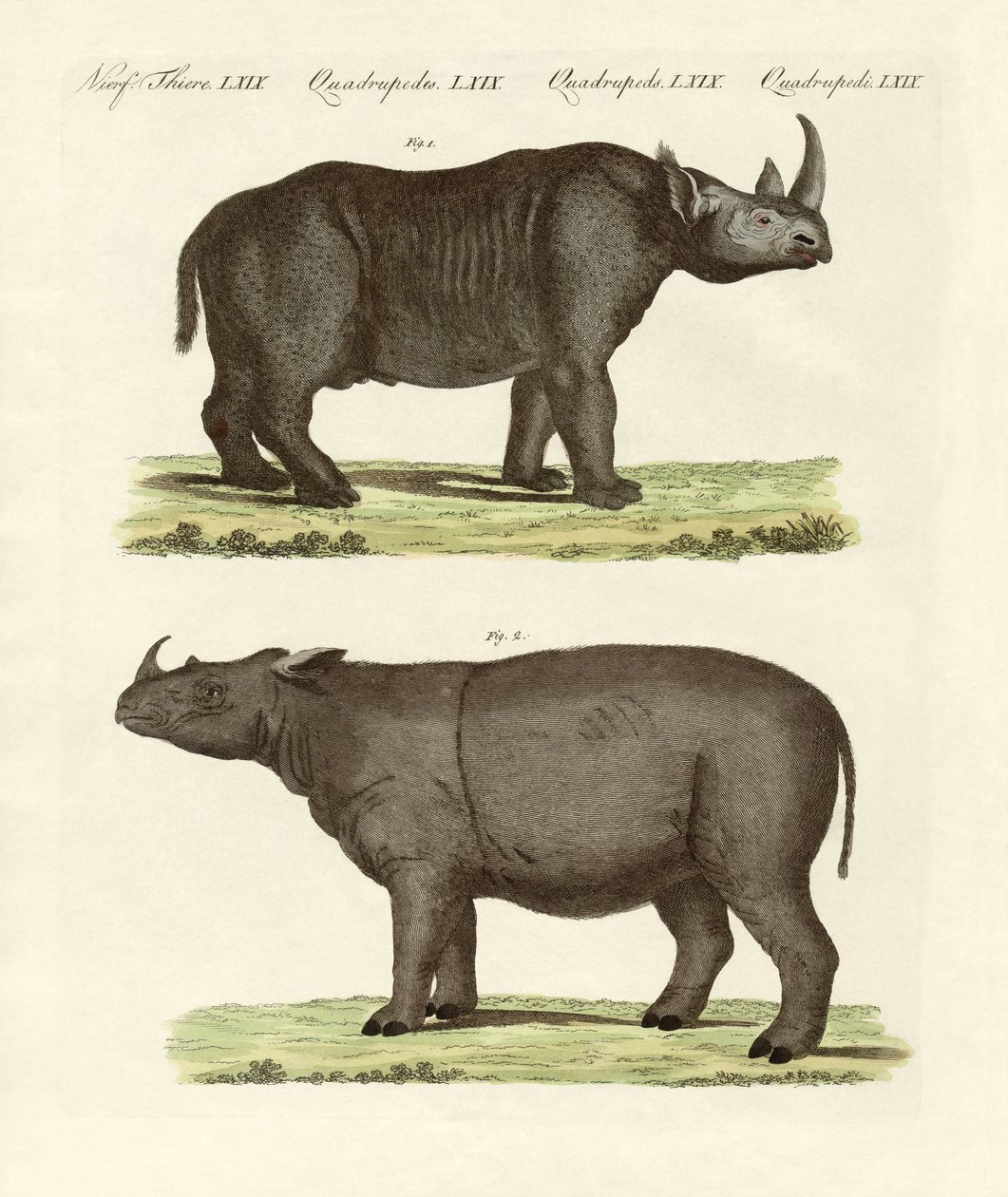 Grote viervoetige zoogdieren door German School