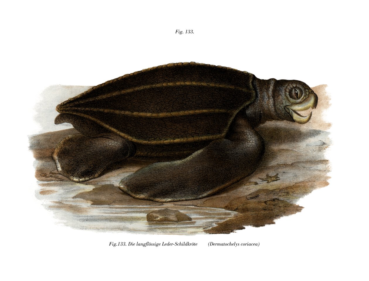 Lederschildpad door German School