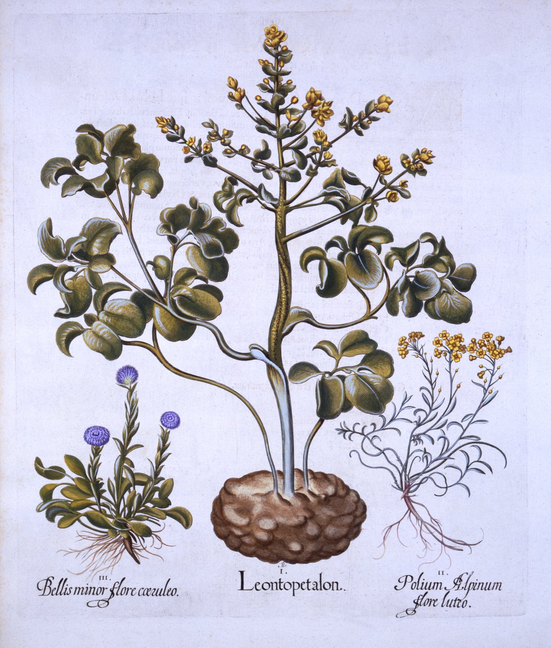 Leeuwenblad en Alpenbloemen, uit Hortus Eystettensis, door Basil Besler, 1613 door German School