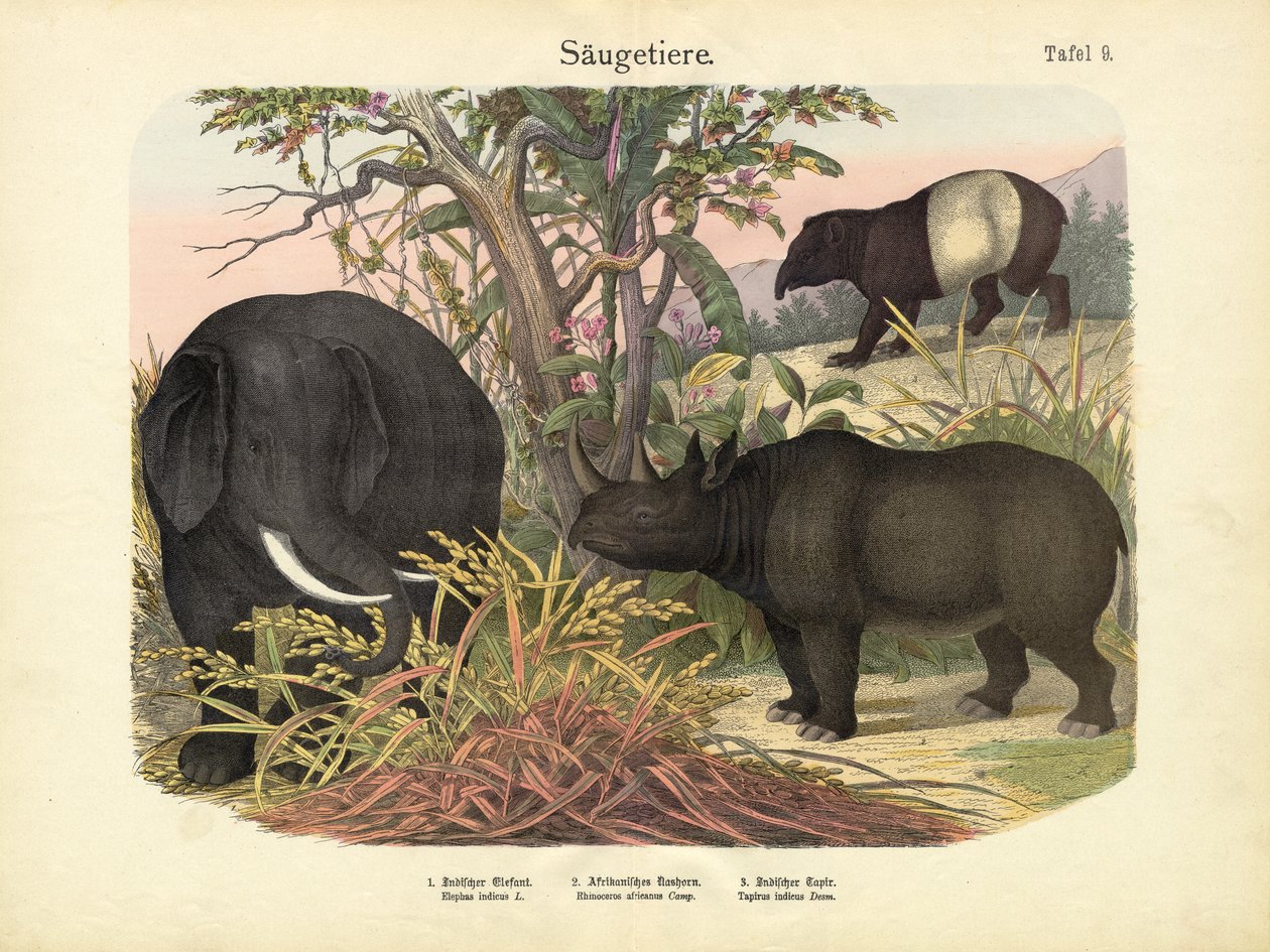 Zoogdieren, ca. 1860 door German School