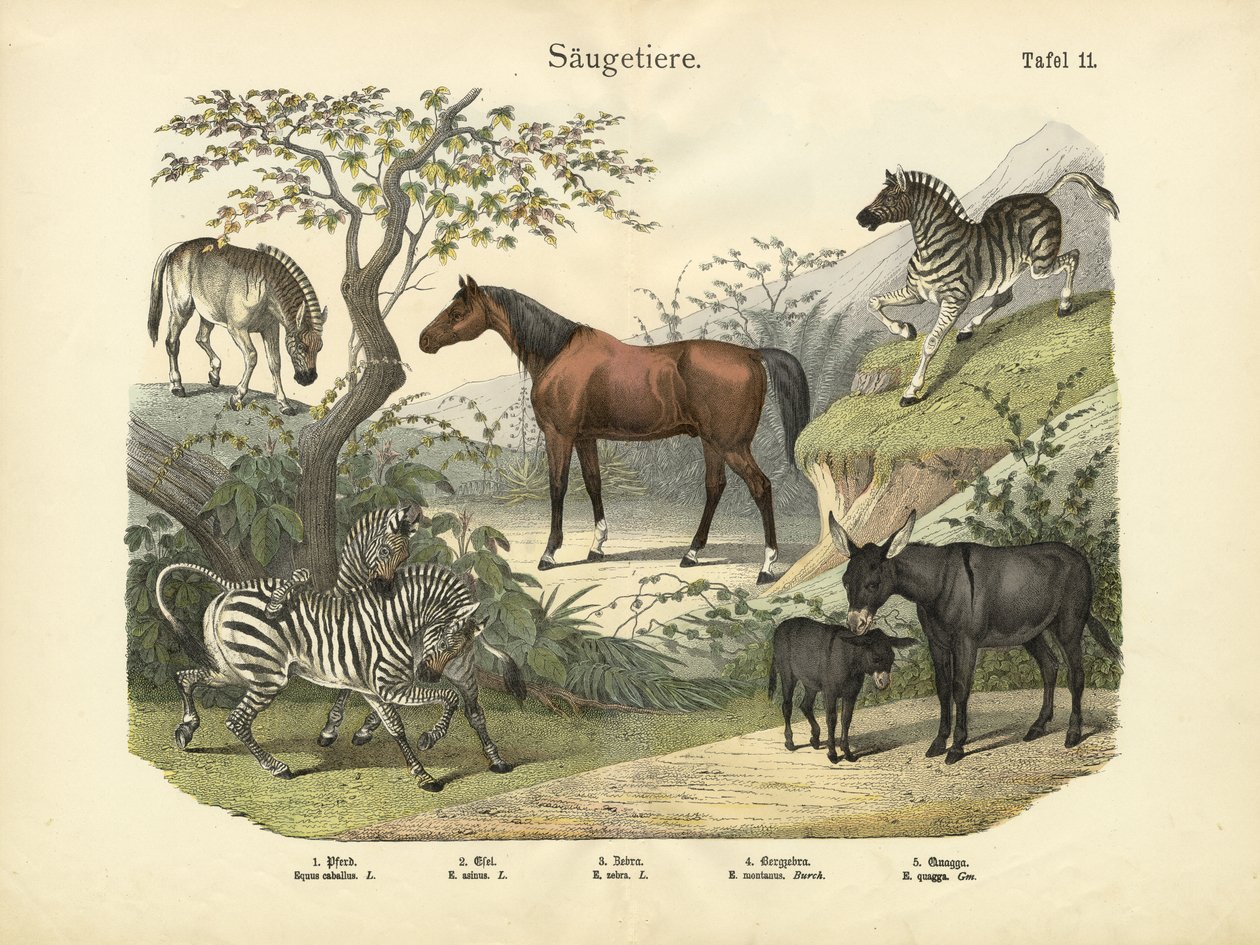 Zoogdieren, ca. 1860 door German School