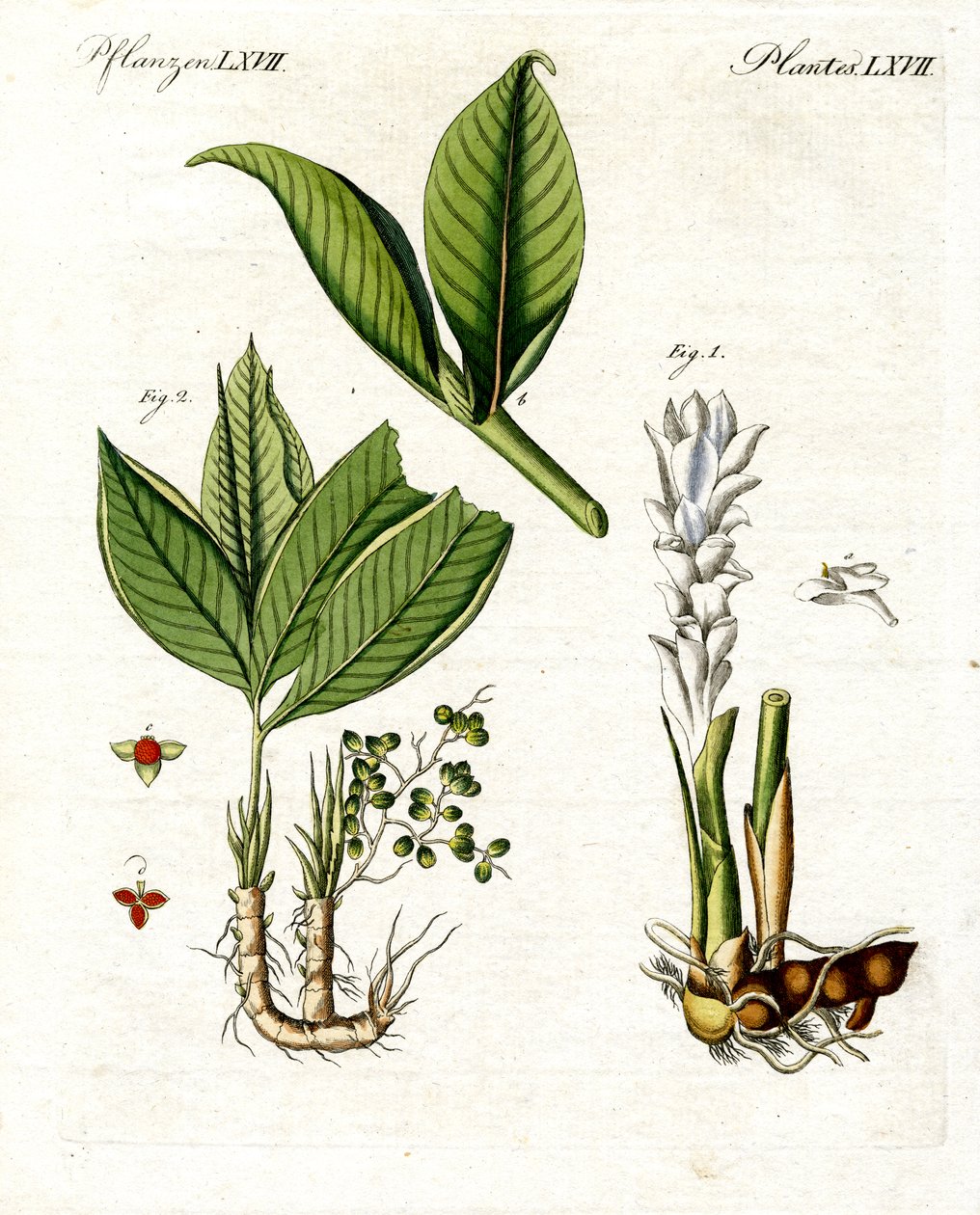 Medicinale planten door German School