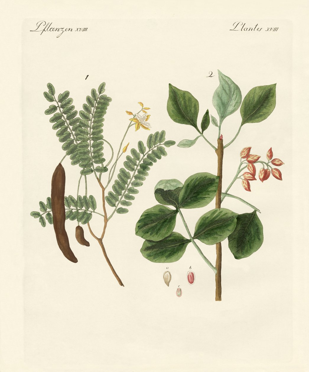 Medicinale planten door German School