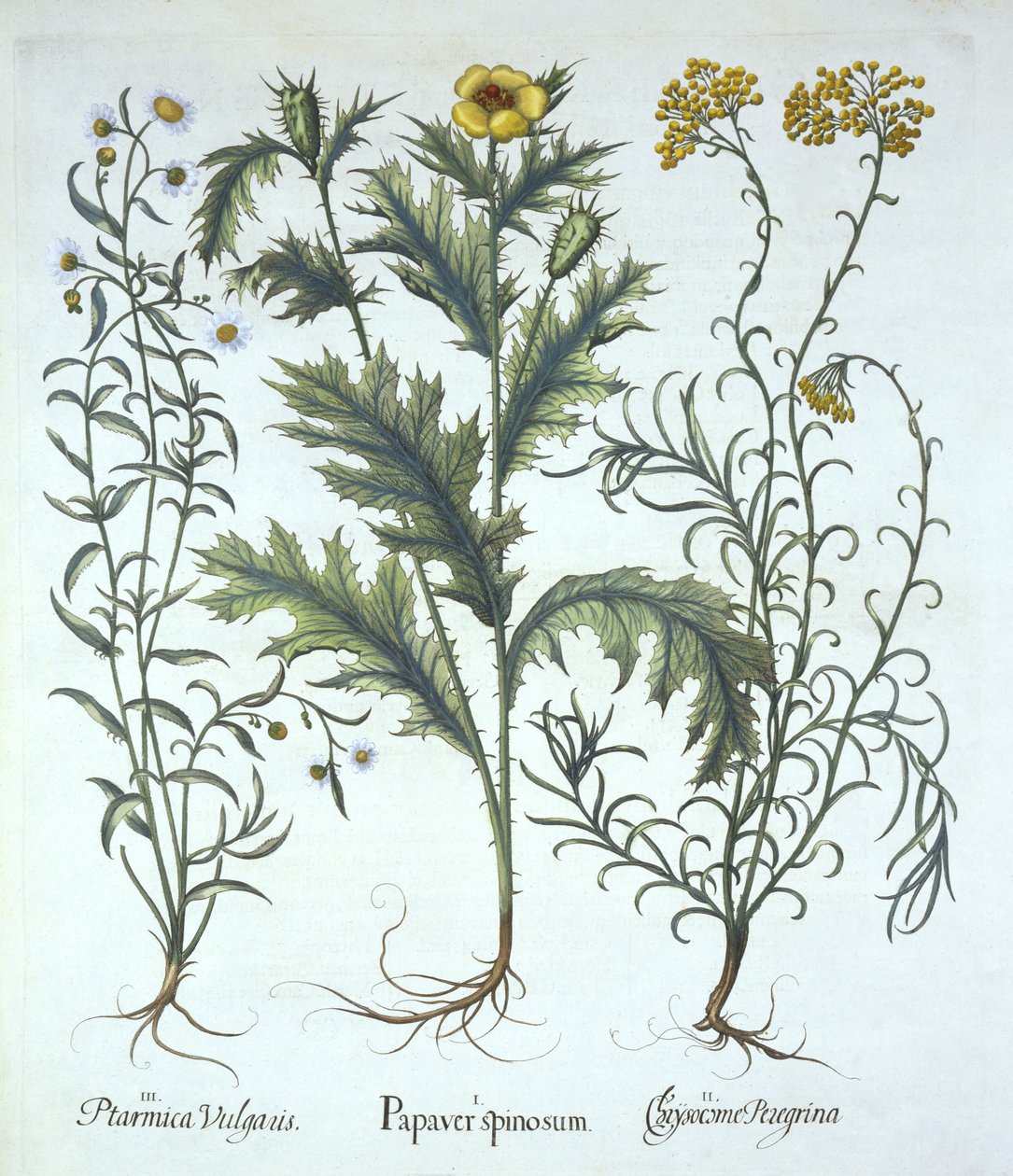 Mexicaanse Papaver, Strandstro, en Sneezeweed, uit Hortus Eystettensis, door Basil Besler, gepubliceerd 1613 door German School