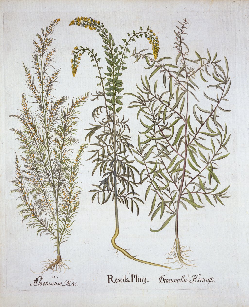 Reseda, Alsem en Dragon, uit Hortus Eystettensis, door Basil Besler, 1613 door German School
