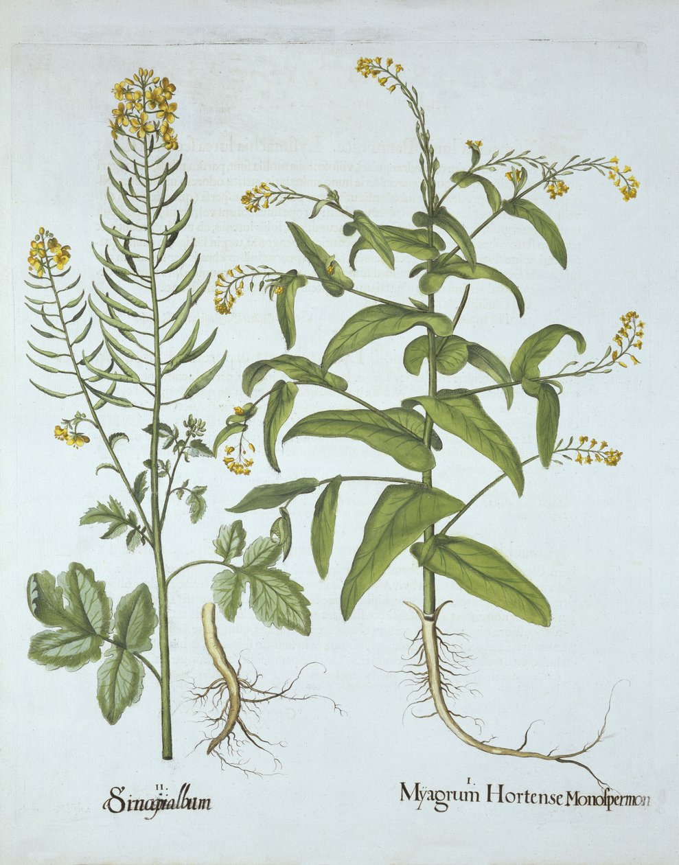 Mitre Cress en Witte Mosterd, uit Hortus Eystettensis, door Basil Besler, gepubliceerd 1613 door German School