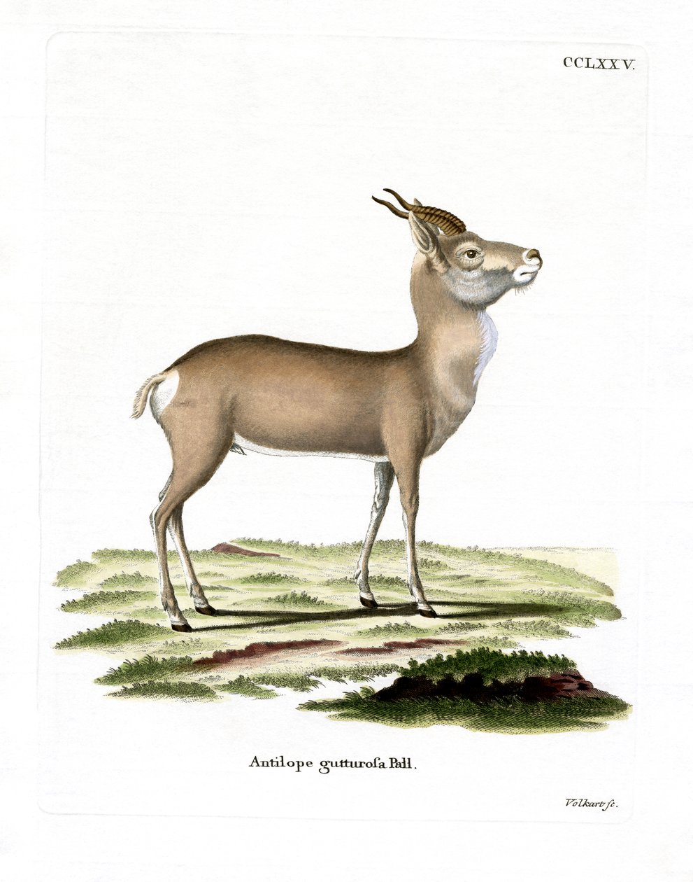 Mongoolse gazelle door German School