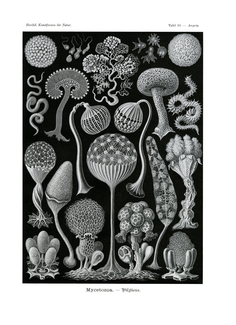 Mycetozoa door German School