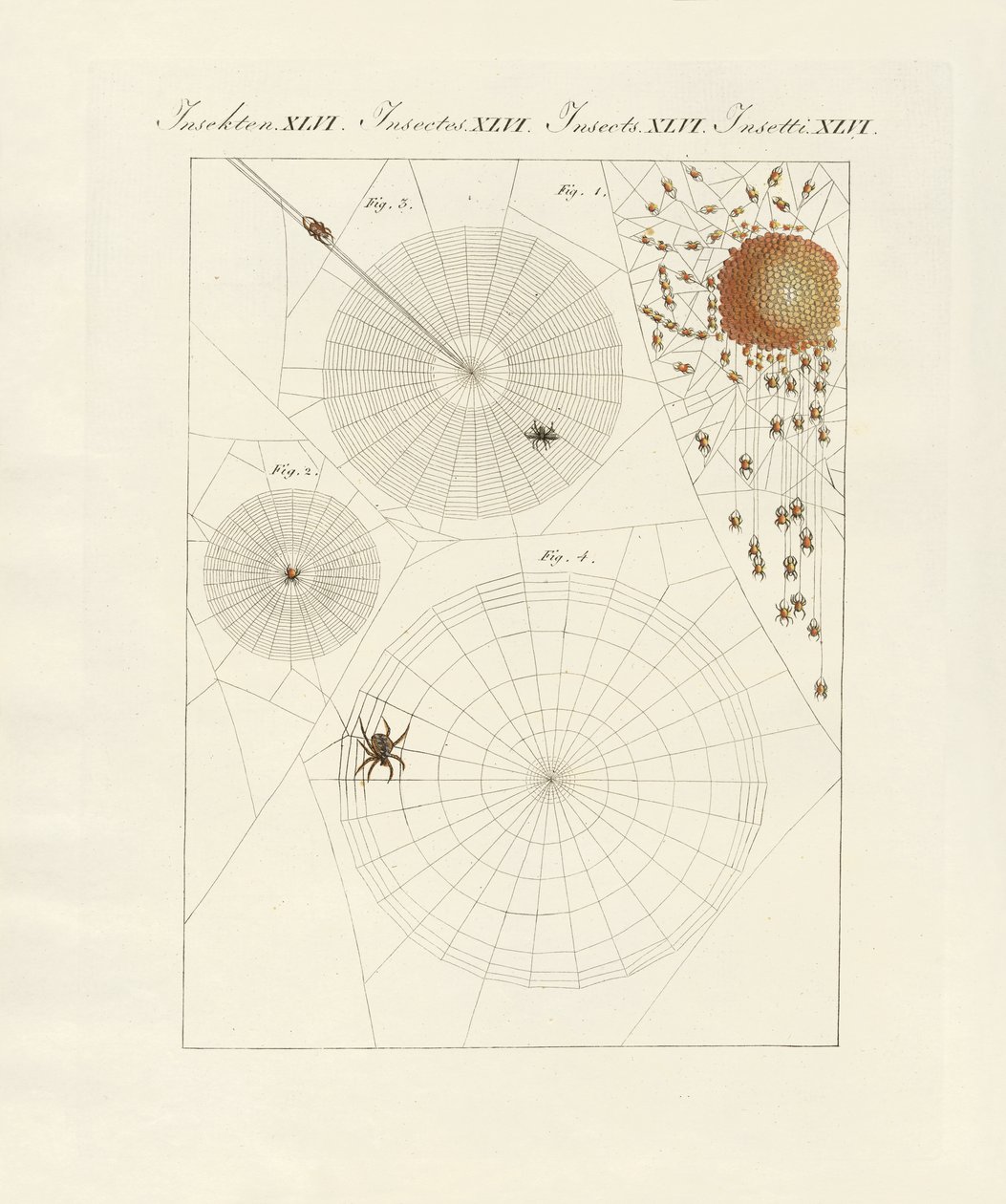 Natuurlijke geschiedenis van de spin door German School