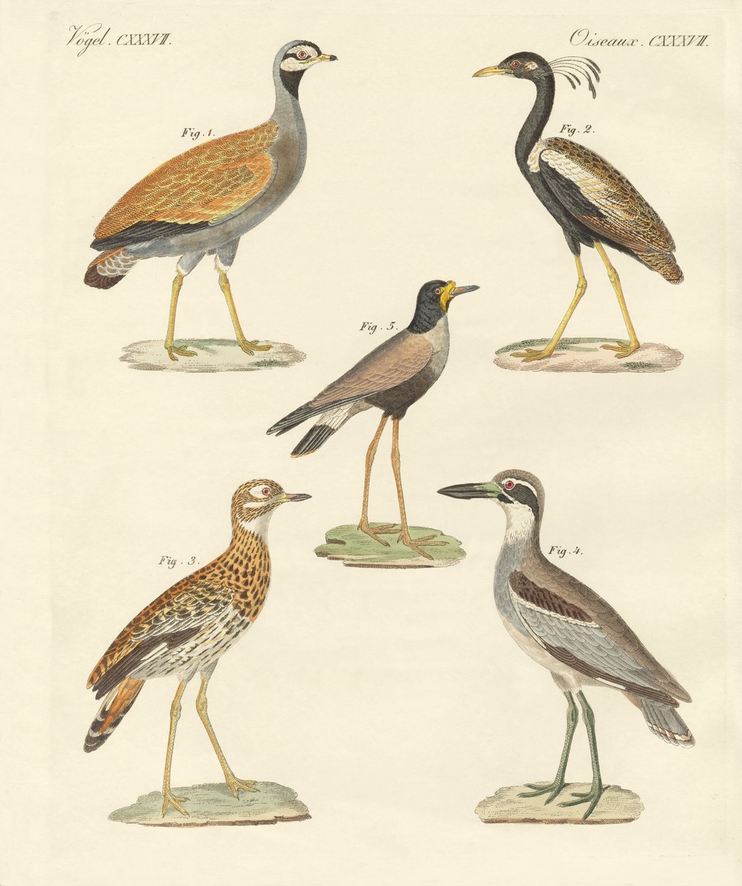 Nieuwe loopvogels door German School