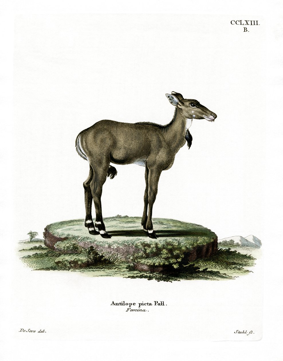 Nilgai door German School