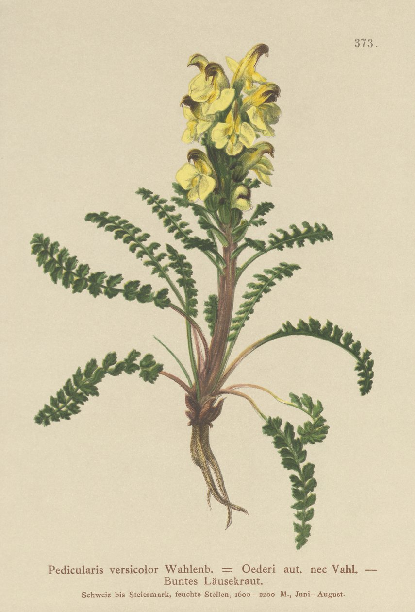 Oeders Ratelaar (Pedicularis versicolor, Pedicularis Oederi) door German School