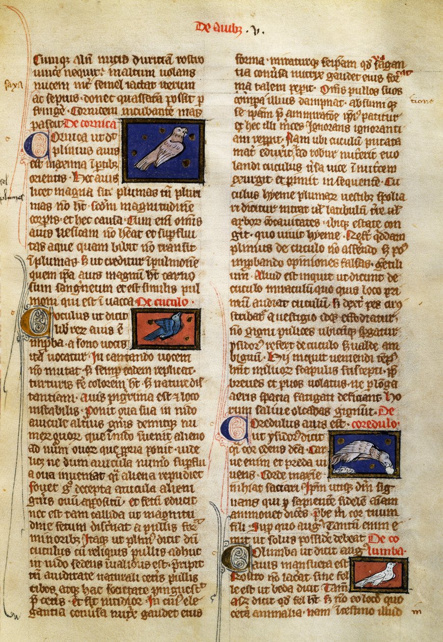 Pagina uit De Natura Rerum over vogels, door Albertus Magnus (circa 1200-1280) door German School