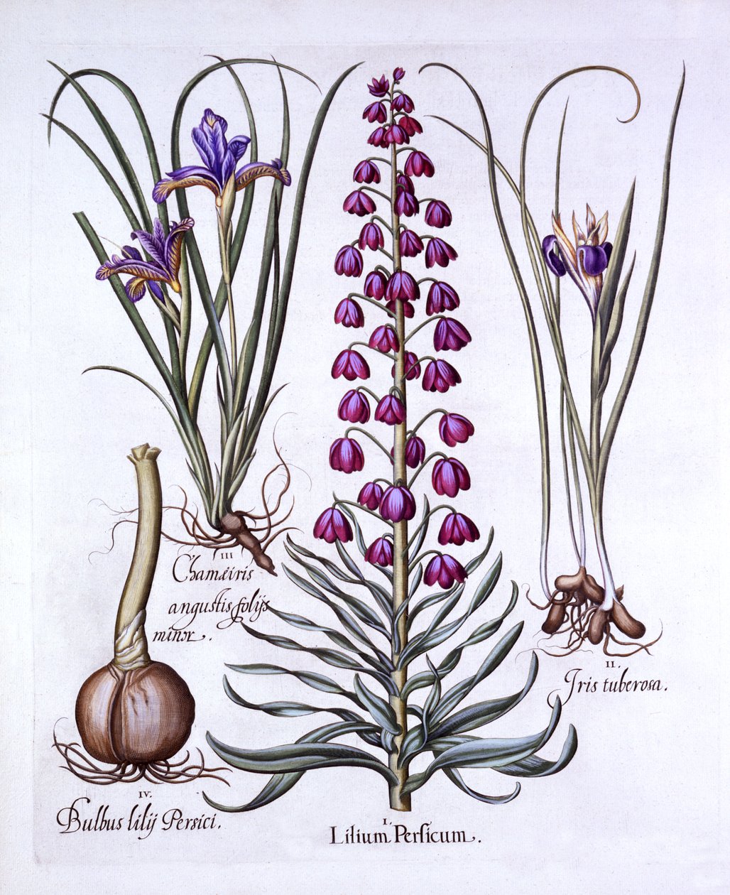 Perzische Lelie en Irissen, uit Hortus Eystettensis, door Basil Besler, 1613 door German School