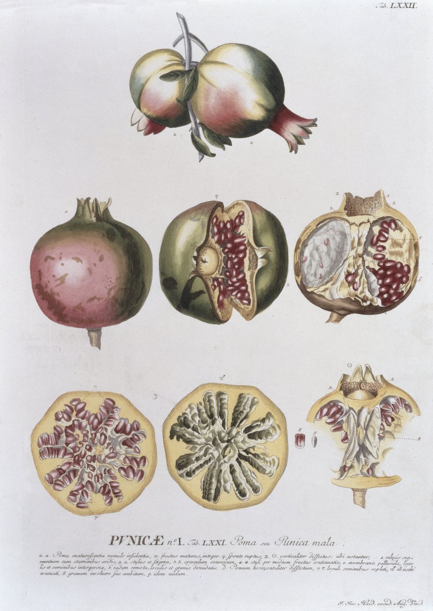 Granaatappel, gegraveerd door Johann Jakob Haid (1704-67) plaat 72 uit een botanisch boek, uitgegeven door Augustus Vind door German School
