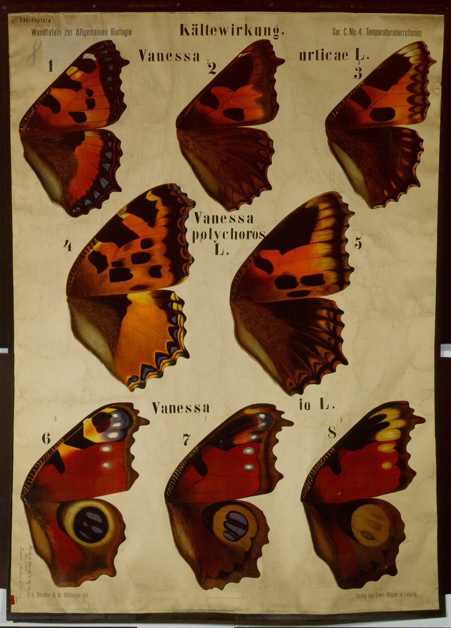Poster die het effect van temperatuur op verschillende soorten vlinders illustreert door German School