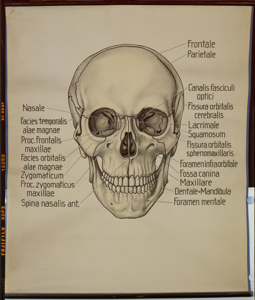 Poster van een menselijke schedel door German School