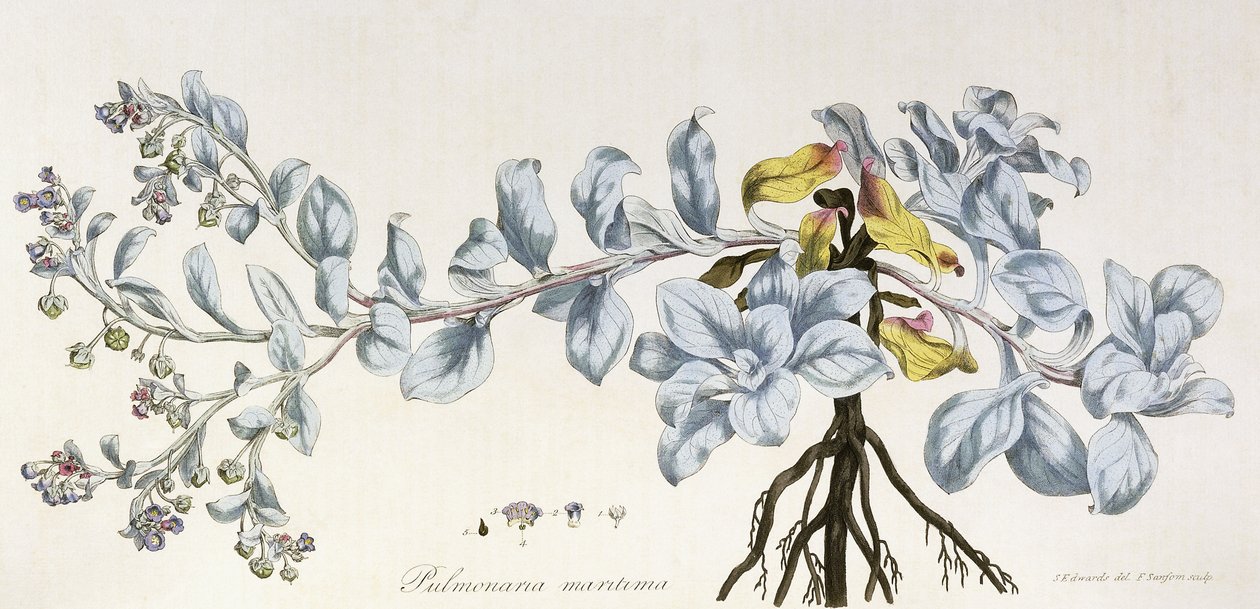 Pulmonaria Maritima, 1785-1788 door German School