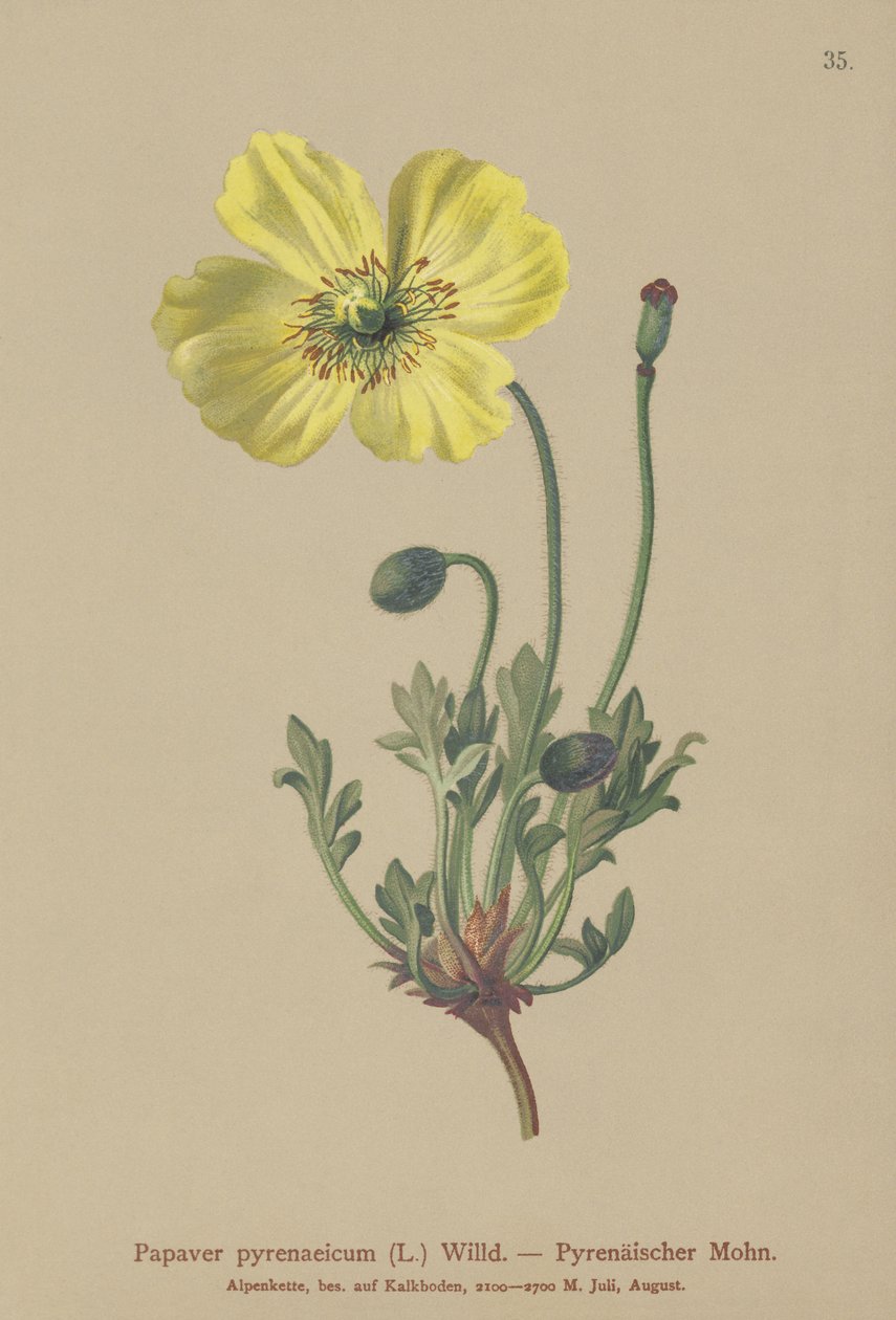 Pyrenese Papaver door German School