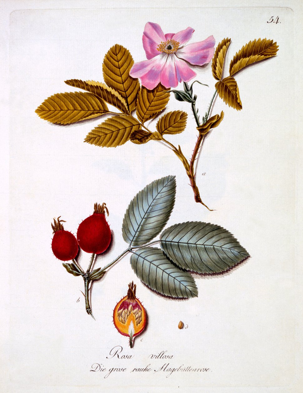 Rosa villosa, illustratie uit een boek van Duitse wilde bloemen door Johann Daniel von Reitter, gepubliceerd ca. 1803-5 door German School