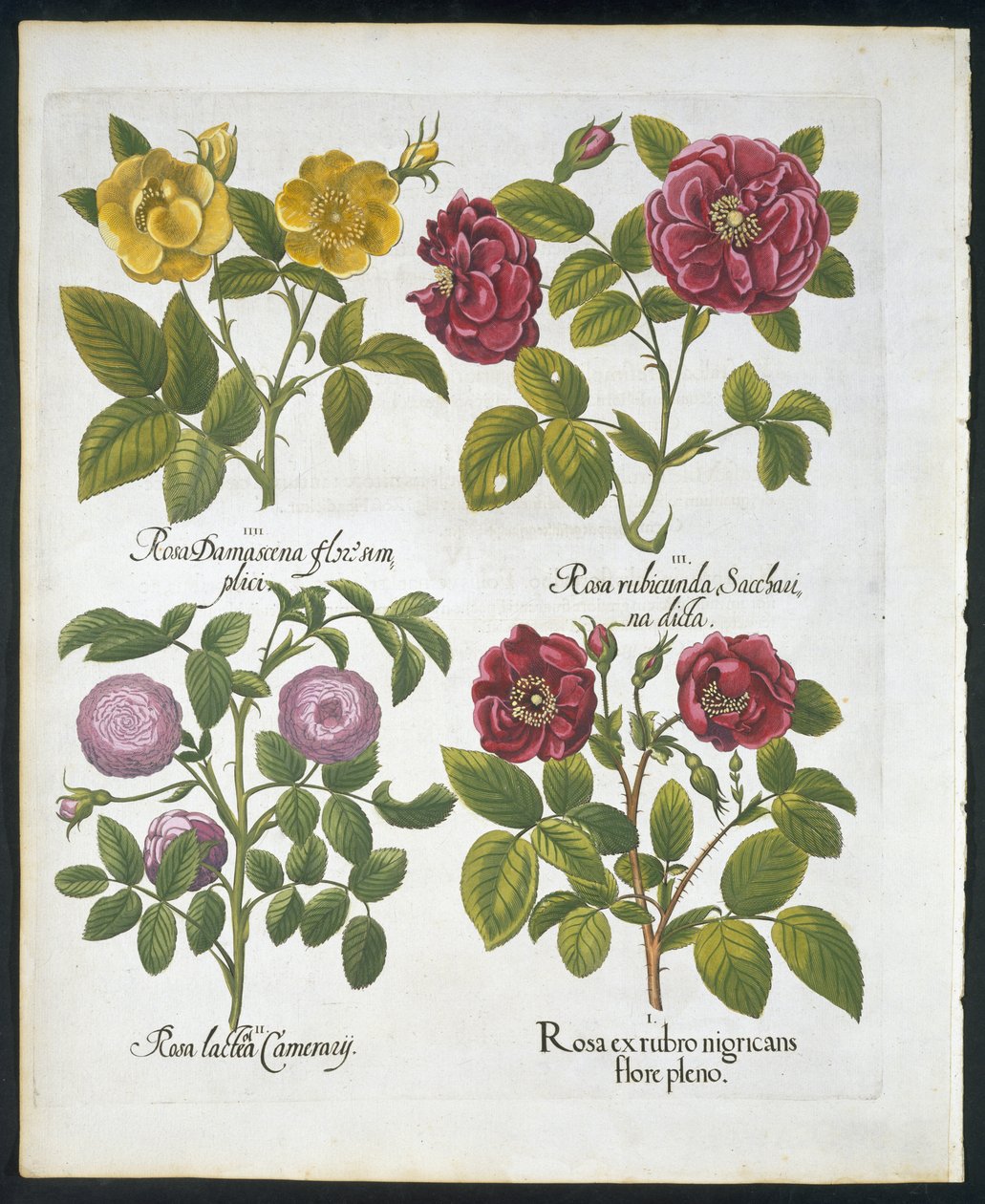 Rozen, plaat 96 uit Hortus Eystettensis door Basil Besler (1561-1629) gepubliceerd in 1613 door German School