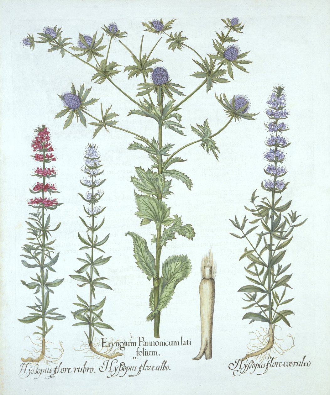 Zeehulst en Drie Soorten Hysop, uit Hortus Eystettensis, door Basil Besler, gepubliceerd 1613 door German School
