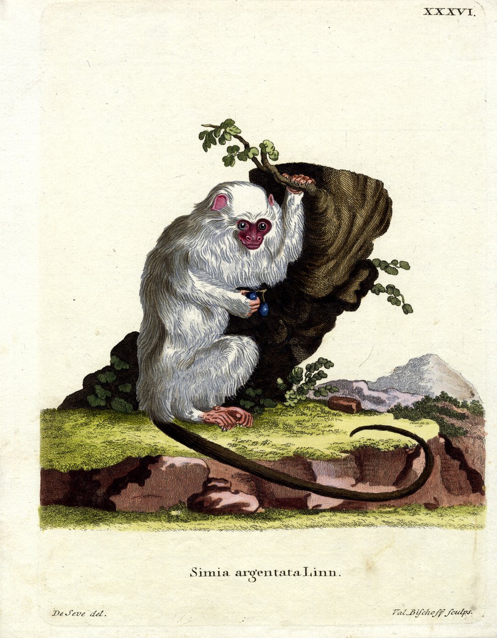 Zilveren Marmoset door German School