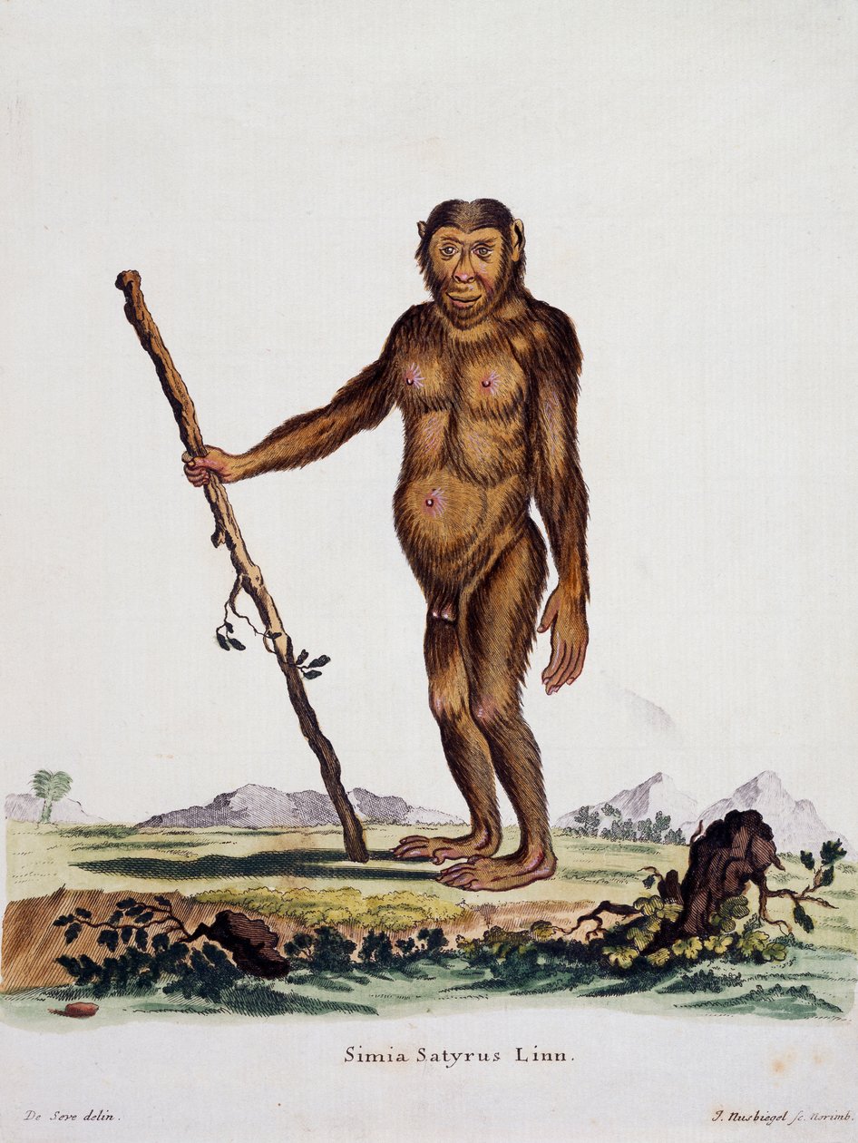 Simia satyrus, uit Mammals geïllustreerd uit de natuur met beschrijvingen, door Johann Christian Daniel von Schreber, gravure door I Nusbiegel naar tekening van De Seve, Duitsland door German School