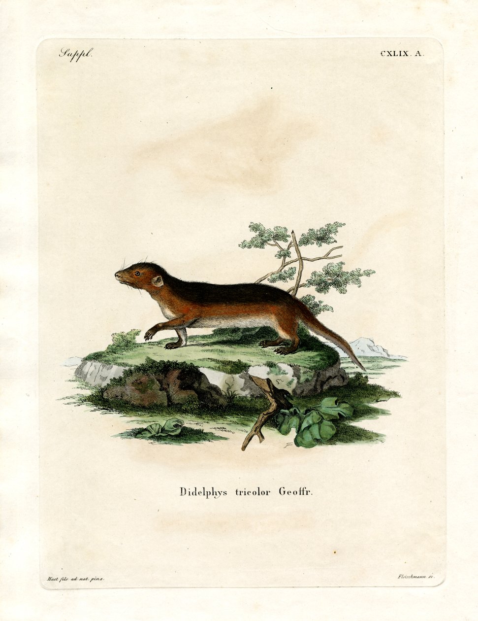 Zuidelijke Roodzijdige Opossum door German School