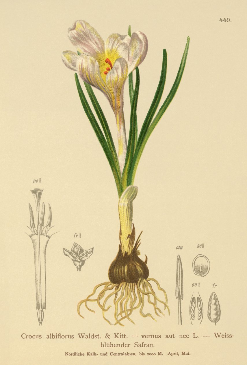 Lente Krokus (Crocus albiflorus, Crocus vernus) door German School