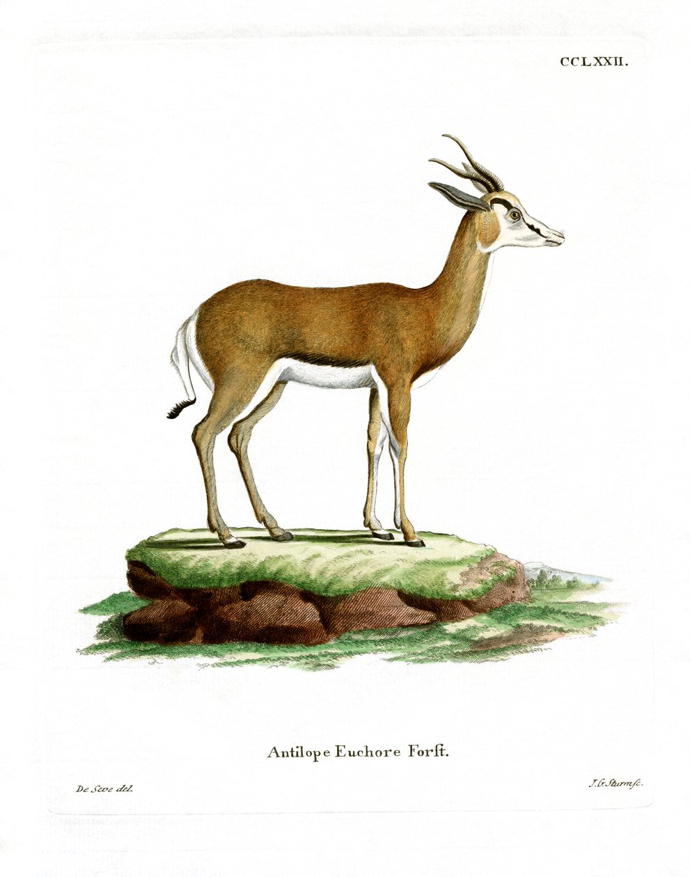 Springbok door German School