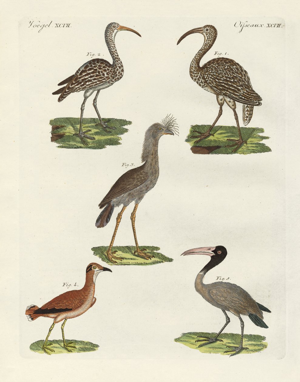 Vreemde vogels door German School